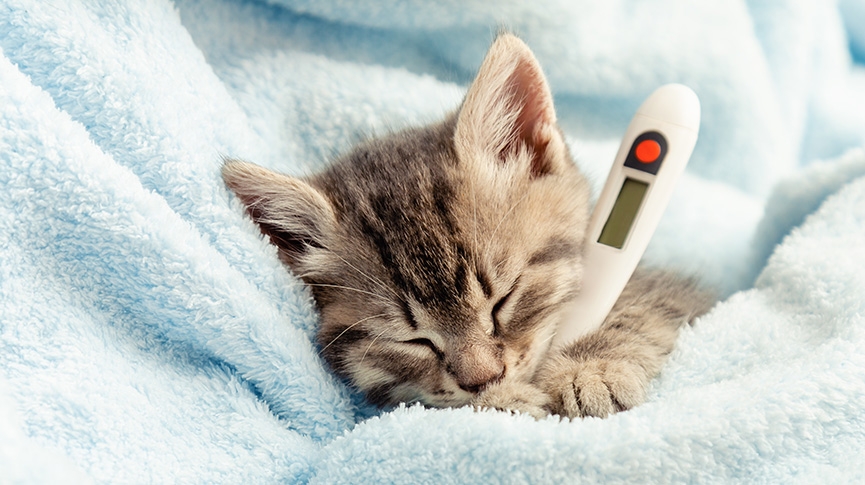 8種貓感冒症狀-貓打噴嚏-流鼻水會自己好嗎-貓感冒一直不好怎麼辦